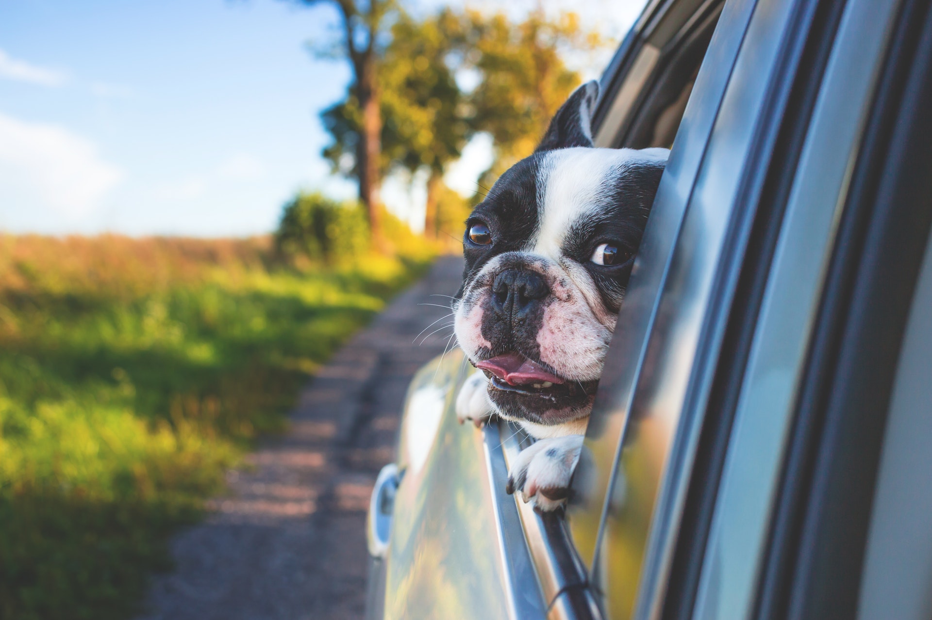 Mascota en un viaje en coche asomando la cara por la ventanilla