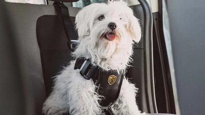 Descubre cómo garantizar la seguridad al transportar mascotas en vehículos. La nueva ley y consejos prácticos para asegurar el bienestar de tus animales durante los desplazamientos.
