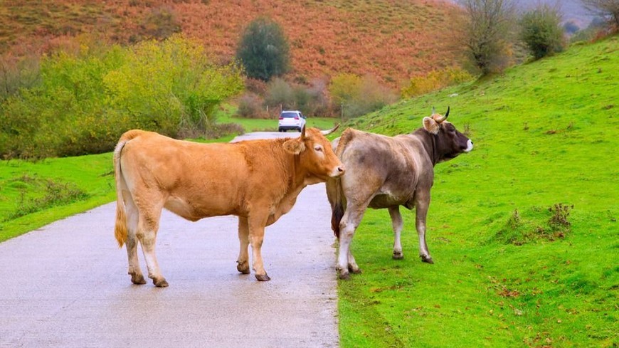 Lo que debes hacer si hay un animal en mitad de la carretera