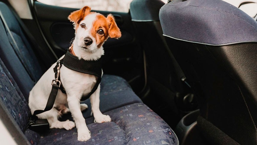 Estos son los errores más comunes a la hora de llevar un perro en el coche Estos son los errores más comunes a la hora de llevar un perro en el coche