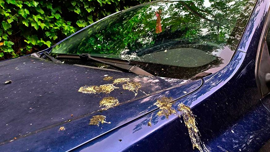 Cómo limpiar los excrementos de pájaro de la carrocería del coche