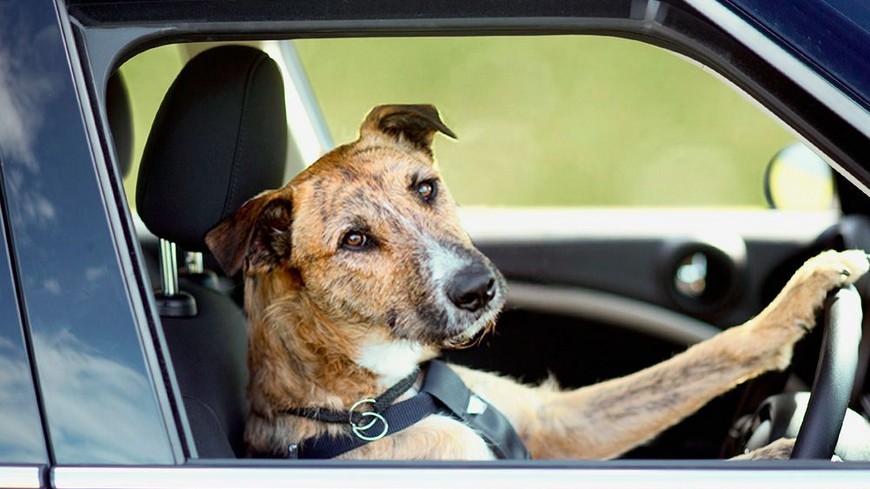 Como transportar a nuestra mascota en un viaje en coche Como transportar a nuestra mascota en un viaje en coche