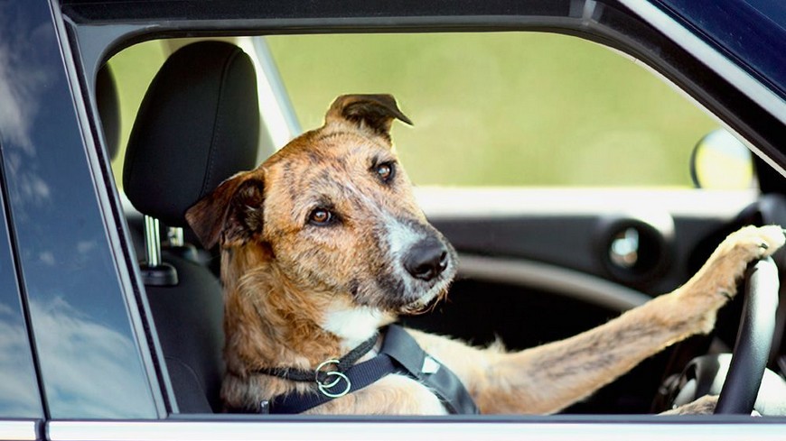 Como transportar a nuestra mascota en un viaje en coche