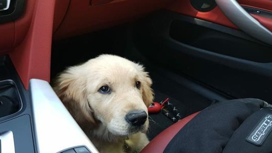 Cómo llevar al perro en el coche para evitar multas