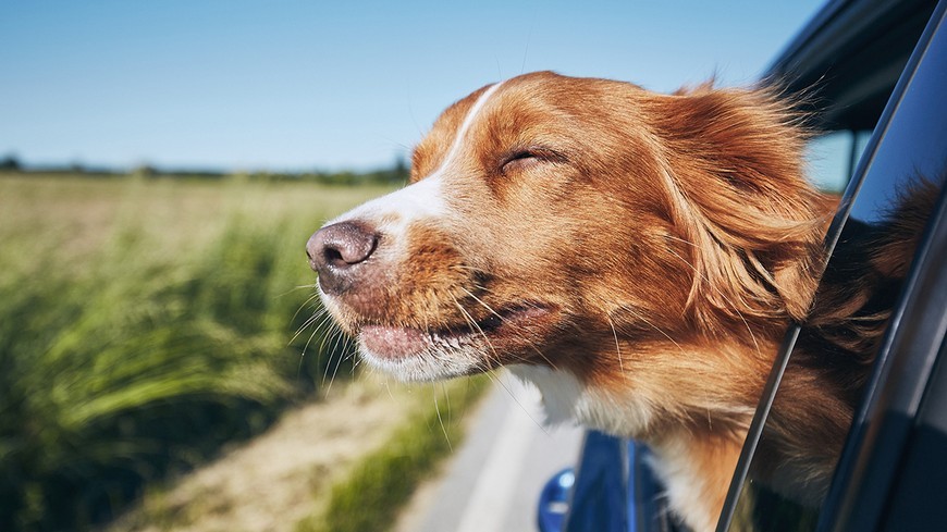 10 consejos para viajar en coche con tu mascota