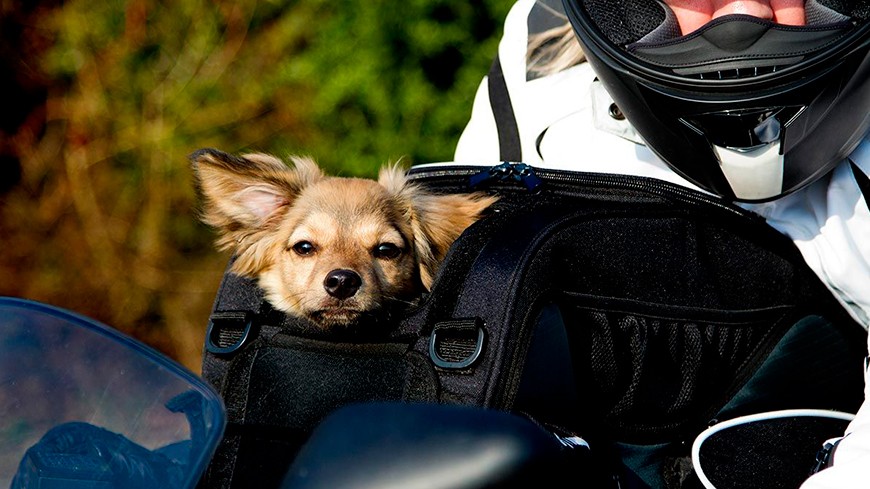 ¿Viajar con mascota en moto? Qué dice la ley y cómo puedes hacerlo