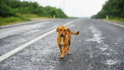 Tanto en vías urbanas como en carreteras se nos puede cruzar un animal....